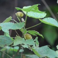 Hibiscus platanifolius (Willd.) Sweet